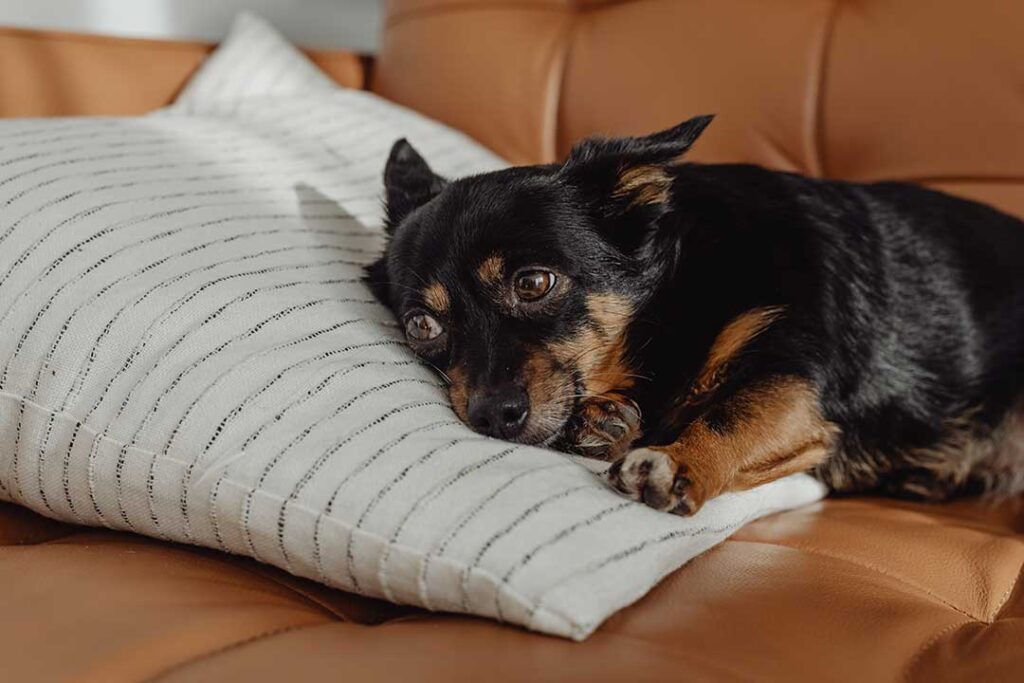 Disability-service-animals-couch